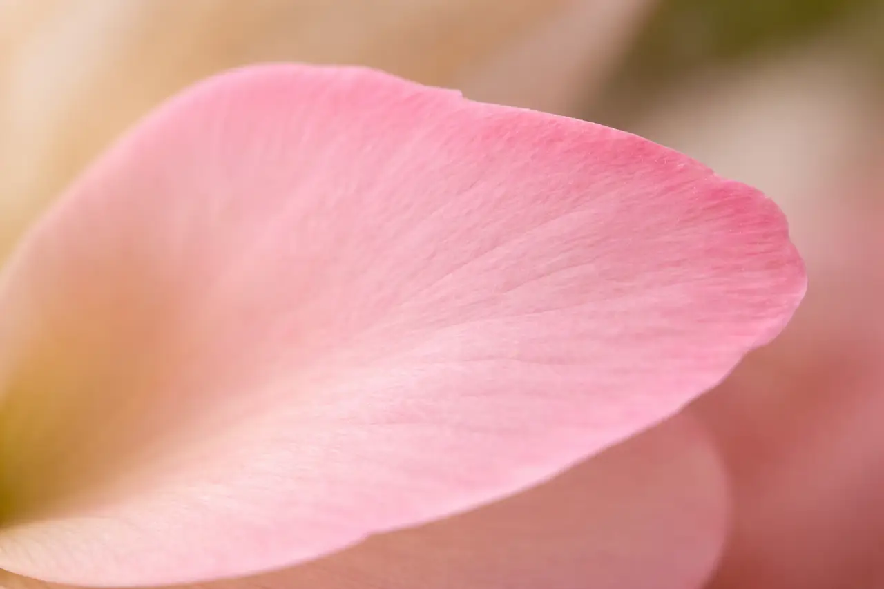 Flower petals representing a customer brief